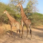 𝑪𝒊𝒓𝒄𝒖𝒊𝒕 𝟏𝟒 𝒋𝒐𝒖𝒓𝒔