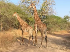 𝑪𝒊𝒓𝒄𝒖𝒊𝒕 𝟏𝟒 𝒋𝒐𝒖𝒓𝒔